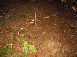IMG_9081.thumb.JPG.7191cf02966a424d842b4b0ac4e1eaa4.JPG