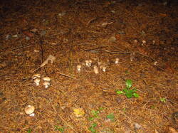 IMG_9082.thumb.JPG.077ca09ed2bbc98e66f1f98734b65ce7.JPG