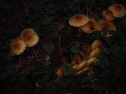 IMG_9093.thumb.JPG.b9fa974676d7df27a280379643928654.JPG