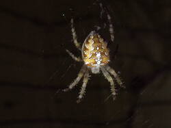 IMG_9112.thumb.JPG.694bfb0db81f900956447e3c6c5b655a.JPG