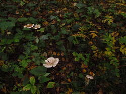 IMG_9123.thumb.JPG.776cc0a6faa609509372787159159ab0.JPG