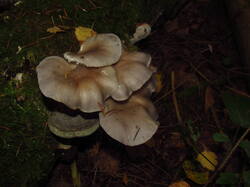 IMG_9132.thumb.JPG.b8cc0f20493fbb1ef39252f18a7ee96b.JPG