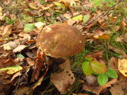 IMG_9191.thumb.JPG.a13c697102e43cc86728146597700c56.JPG