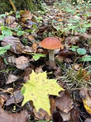 IMG_9505.jpeg