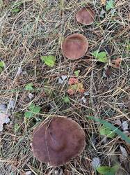 IMG_9517.jpeg