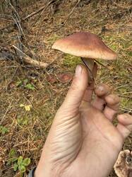 IMG_9519.jpeg