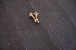 IMG_9631.thumb.JPG.0c768a35f550a119c206e8895f1c00c9.JPG