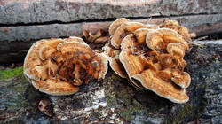 Inonotus_hispidus_spAWP_20260920.thumb.JPG.dc99e98a13e406d97ce8b5bf18bc95c4.JPG