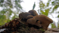 Inonotus_hispidus_sp_AWP_2026_0920.thumb.JPG.2a75b59d0baffa78d82dc44553965055.JPG