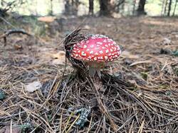 MVIMG_20260913_103324.thumb.jpg.25f80197b039f56adec0ce53c9d0b99f.jpg
