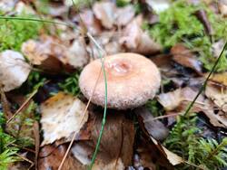 MVIMG_20260919_074511.thumb.jpg.79ef30b1c92b3dae0351a4082f65c0d1.jpg