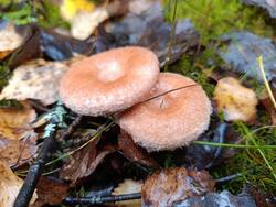 MVIMG_20260919_091221.thumb.jpg.3ef0d487ca43ba35f63075451ecc59af.jpg