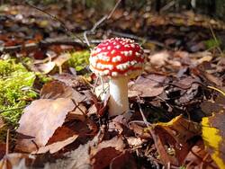 MVIMG_20260925_114019.thumb.jpg.8968f03a84b26d6782ee3dc8c4bff934.jpg