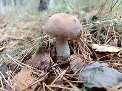 MVIMG_20260925_122753.thumb.jpg.ff50eb6b221c3c5f0d4c6e0b548c9654.jpg