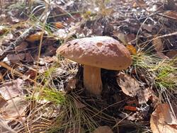 MVIMG_20260925_124331.thumb.jpg.421af6a891f63f7474a2b344bfca7ccf.jpg