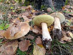 MVIMG_20260925_142337.thumb.jpg.f33b4dfce507c4b734b4d063b6ce95e4.jpg