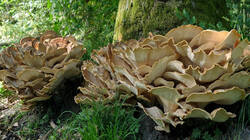 Meripilus_giganteus_1.thumb.JPG.e088cbd2e55490060f37a93c145d6308.JPG