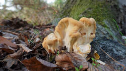 Meripilus_giganteus_6.thumb.JPG.e694af1f4e5958f2d988c53f23cfb343.JPG