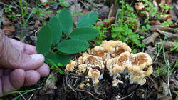 Meripilus_giganteus_7.thumb.JPG.5e9d1a6476f8324c965ff97fbba61fdb.JPG