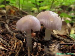 Mycena_pura_NND_20190718-3.thumb.jpg.4cf14338defbf360e980441a7c5c3cf7.jpg