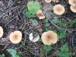 P1120148.thumb.jpg.f4c90c9d75cf95b2b7ba7736eb6eea87.jpg