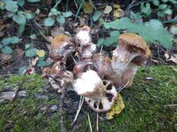 P1120152.thumb.jpg.7104d6957fe53993d3bb26bcac37522a.jpg