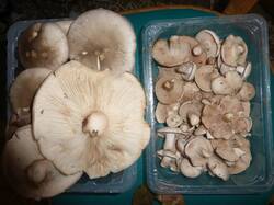 P1120186.thumb.jpg.231f885a54c5d7121e20ccfe3a217fb5.jpg