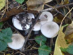 P1120196.thumb.jpg.393260f7fa0f81d72afc5a978bcc8939.jpg