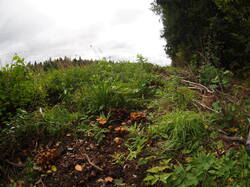 P9080500.JPG