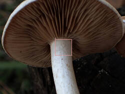 P9201138_2222.thumb.jpg.5340fa4b983835c36e1cc611b085ed9b.jpg