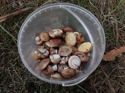 P9201139.thumb.JPG.5f72a50bb6008208aa3e34ef7b5a43d3.JPG