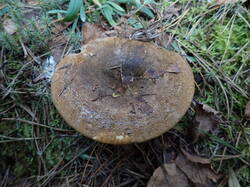 P9201146.thumb.JPG.614f3bd7ea9152d2b48f0fbea1d8f4a2.JPG
