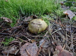 P9201153.thumb.JPG.1d4a663a79b65aae0cb6e4f1a39c8d82.JPG