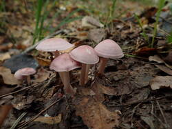 P9201158.thumb.JPG.b53ab1ad9c71c9a07cc74c3fa61288bd.JPG
