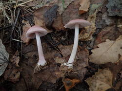 P9201159.thumb.JPG.6f22b529ab8ae7e2a8d11da7111a8e58.JPG
