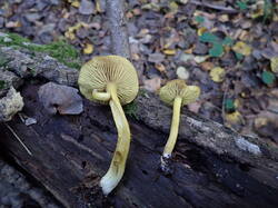 P9201206.thumb.JPG.65d95431563e84faf5c748cc8fcb84f8.JPG