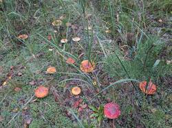 PXL_20260905_054826898.jpg