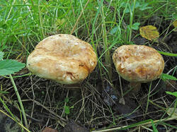 Paxillus_ammoniavirescens_1_SAE_20260716.thumb.jpg.b62d251570b9ddd43d0344c00de4a7b3.jpg