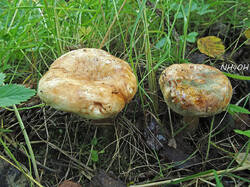 Paxillus_ammoniavirescens_1_probe_SAE_20260716.thumb.jpg.f05b3957e8a3a1730bb6ee1db13a8f41.jpg