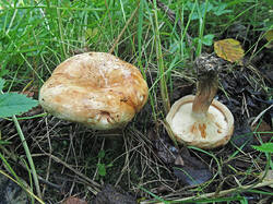 Paxillus_ammoniavirescens_2_SAE_20260716.thumb.jpg.0342a58890cb73cbb6fb7870eed8fb10.jpg