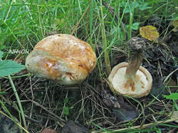 Paxillus_ammoniavirescens_2_probe_SAE_20260716.thumb.jpg.07b80c8443612049f519eeb533365e20.jpg