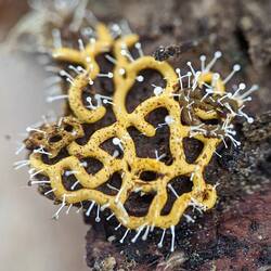 Polycephalomyces_tomentosus_240707540.thumb.jpg.06dfcb66e00b0b26d8cd2ef220064e59.jpg