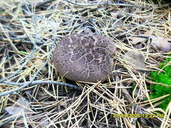 SDC18127.thumb.JPG.79979e30f182041a95e04a2de0b4f780.JPG