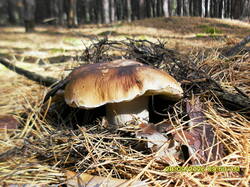 SDC18156.thumb.JPG.5845fa82fbddc561cb9dd400c36f601d.JPG