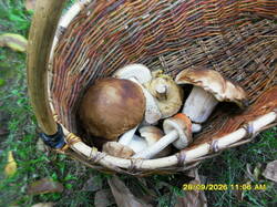 SDC18157.thumb.JPG.9d2f0111282ea45808939156aa9c42ff.JPG