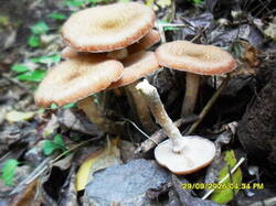 SDC18188.thumb.JPG.a9974d2fddc78e924d470b6e393f394c.JPG