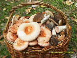SDC18227.thumb.JPG.e62821e9566d4b2a315c1b458928ed5b.JPG
