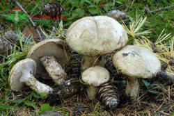 Suillus-viscidus-f.-albus-300x201.thumb.jpg.6c4f4f134df3de25b9926dd228c2dc6e.jpg