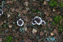 _1035.thumb.jpg.32e73612d0cb524f9f7f456a377c8dfb.jpg