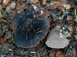 _1045.thumb.jpg.7c9e9301ddf6ca7d07105335e010d6af.jpg